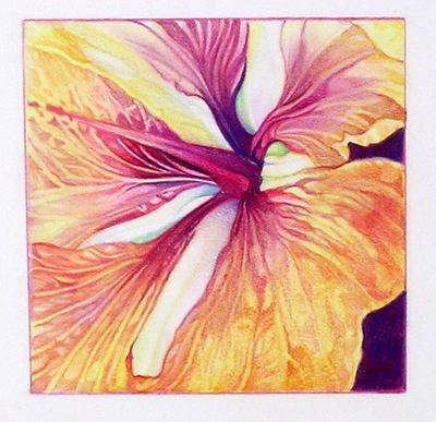 SANDRA BENNY Hibiscus Detail Drawing Colored Pencil Original SANDRA BENNY Hibiscus Detail Drawing Colored Pencil Original