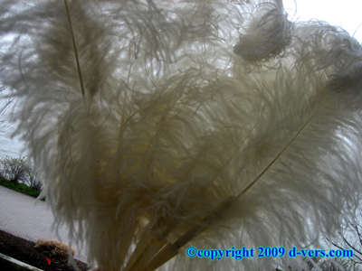 Fan Ostrich Feather Ivory/ Bone White Antique Original MINT Fan Ostrich Feather Ivory/ Bone White Antique Original MINT